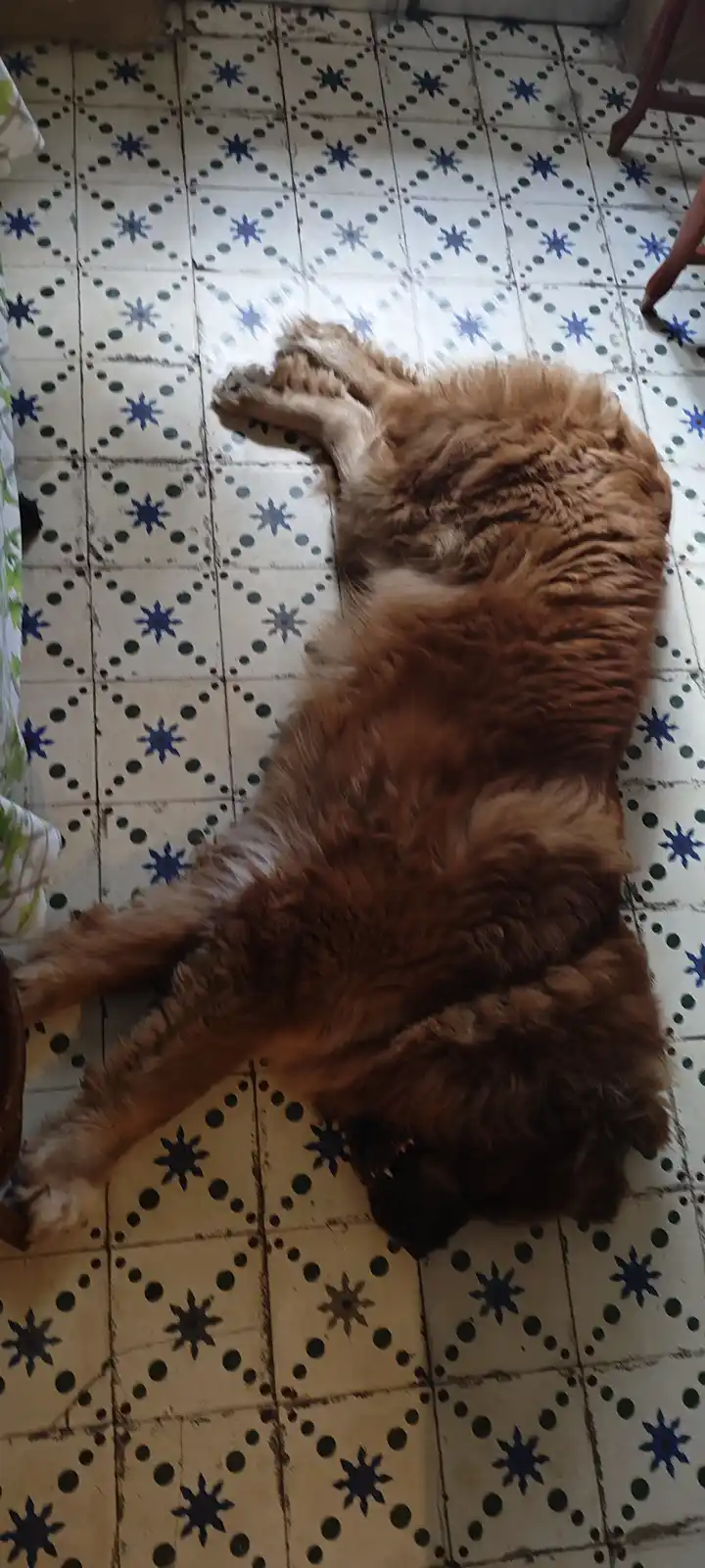 A fluffy, golden-brown dog is lying on its back on a patterned tile floor, paws up in the air, appearing completely relaxed…