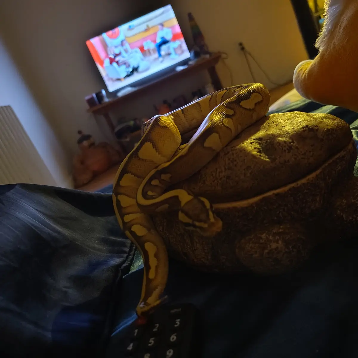 A yellow and brown patterned snake is coiled on a textured brown pillow, resting on a person's lap covered in dark fabric…