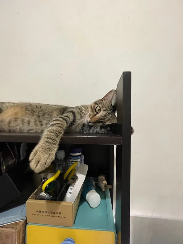 A tabby cat is lounging on a dark wooden shelf, one paw dangling over the edge, looking directly at the camera with a…
