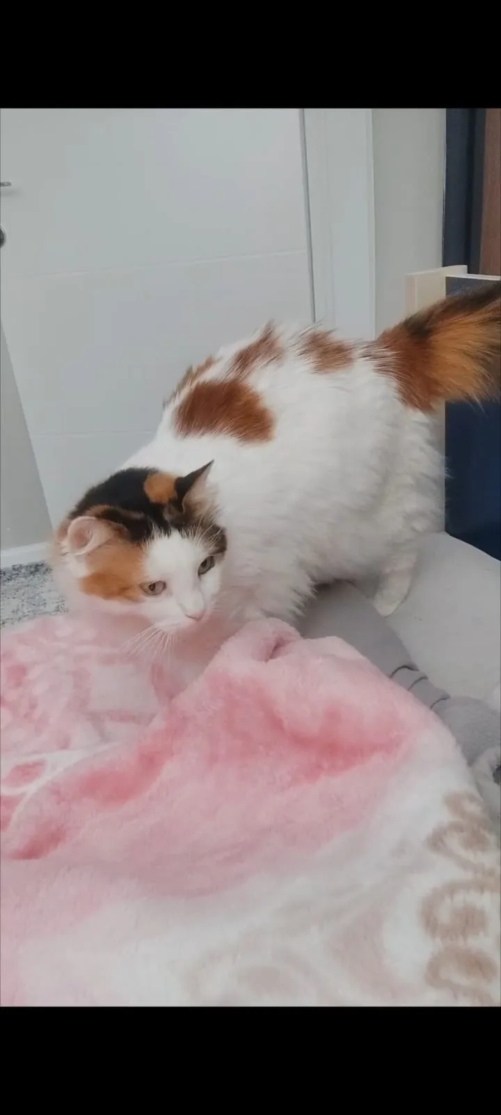 A fluffy calico cat with white, orange, and black fur stands on a person's lap, looking down at a pink blanket with a…