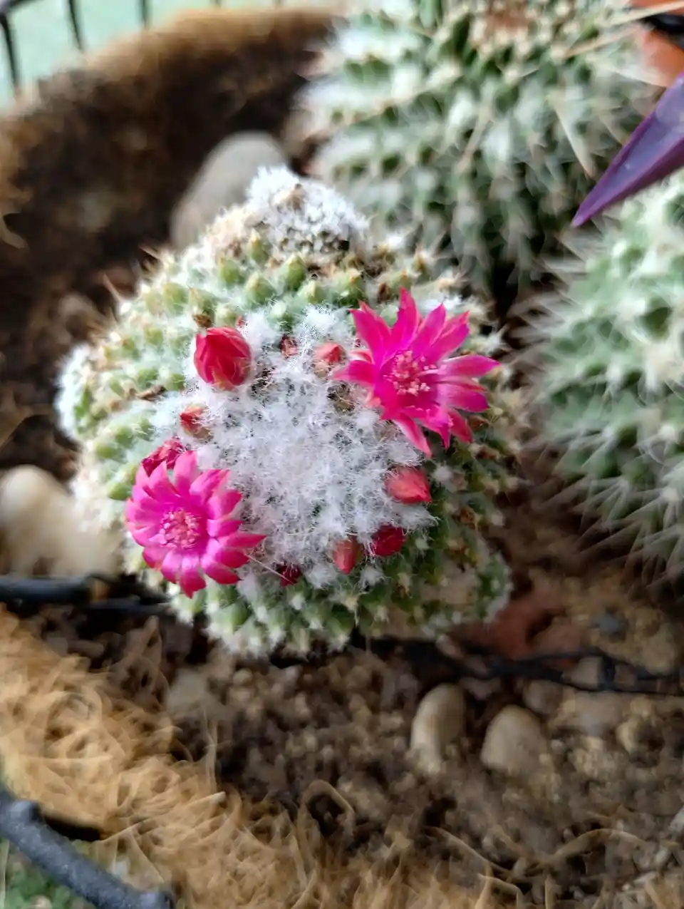 A close-up photo of a small, round cactus covered in white, fluffy hair, with two bright pink flowers blooming and several…