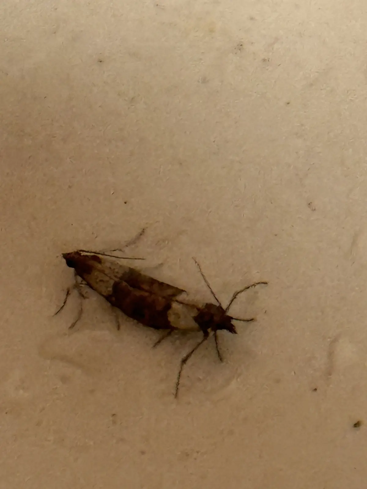 Double the Bugs, Double the Fun!