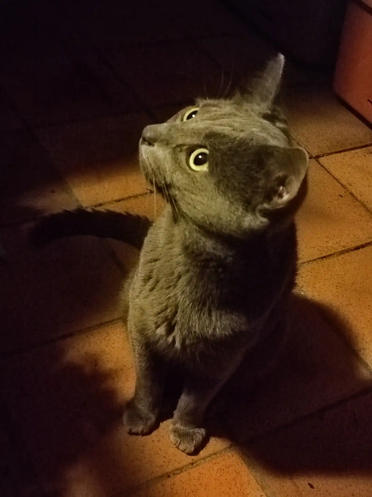 Introducing the Sweetest Little Gentleman!