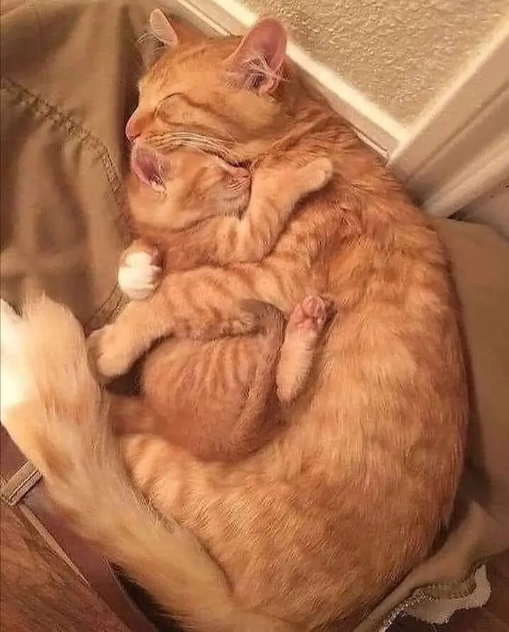 A ginger tabby cat is curled up in a tight ball while sleeping, with its paws tucked in and eyes closed. The cat is resting…