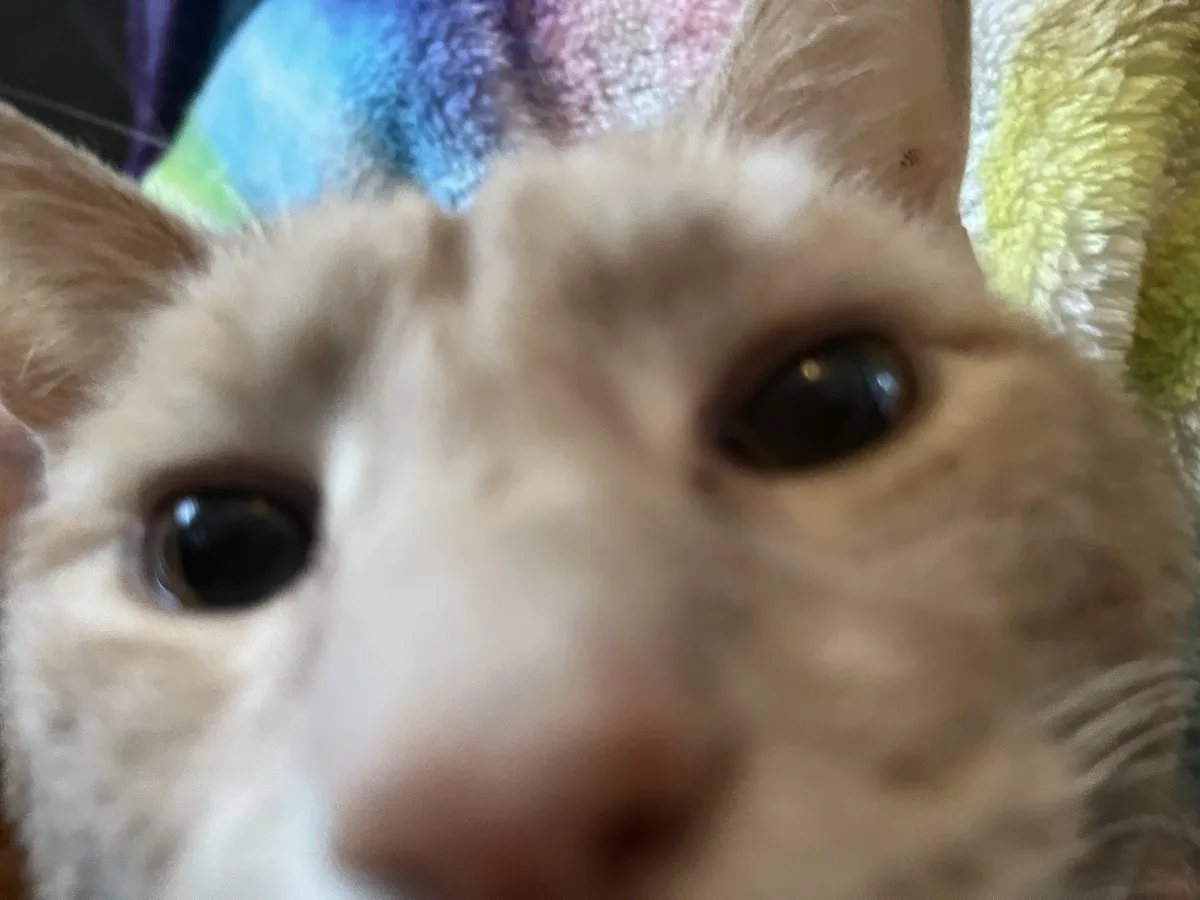 Introducing Omi, the Adorable Orange Boi!
