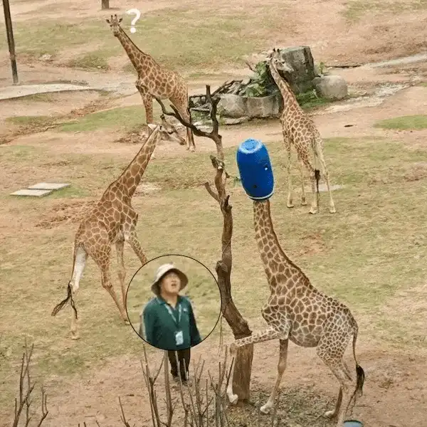 A giraffe has a blue plastic bucket on its head while another giraffe looks on with a question mark above its head. A…