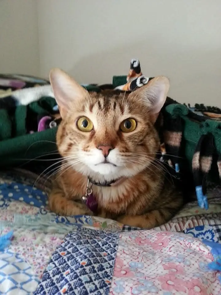 A tabby cat with wide, startled yellow eyes and a slightly downturned mouth sits on a colorful patchwork quilt, looking…
