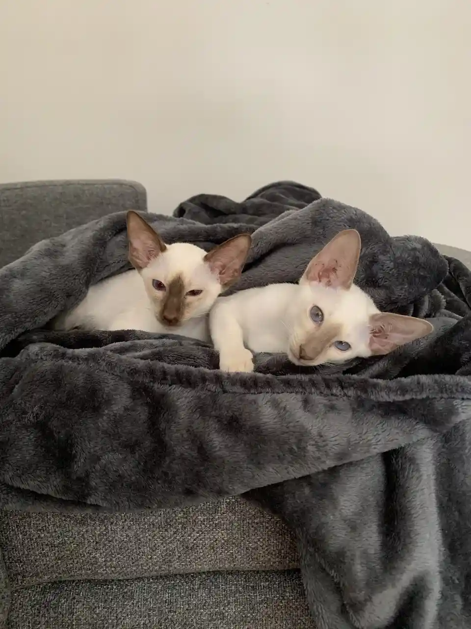 Two small, white cats with large ears and distinct facial markings peek out from under a dark grey, fluffy blanket draped…
