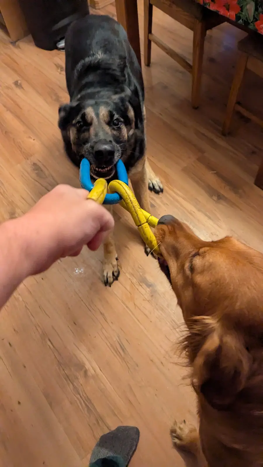 A black and tan dog and a golden retriever are both biting a blue and yellow tug-of-war toy held by a person's hand on a…