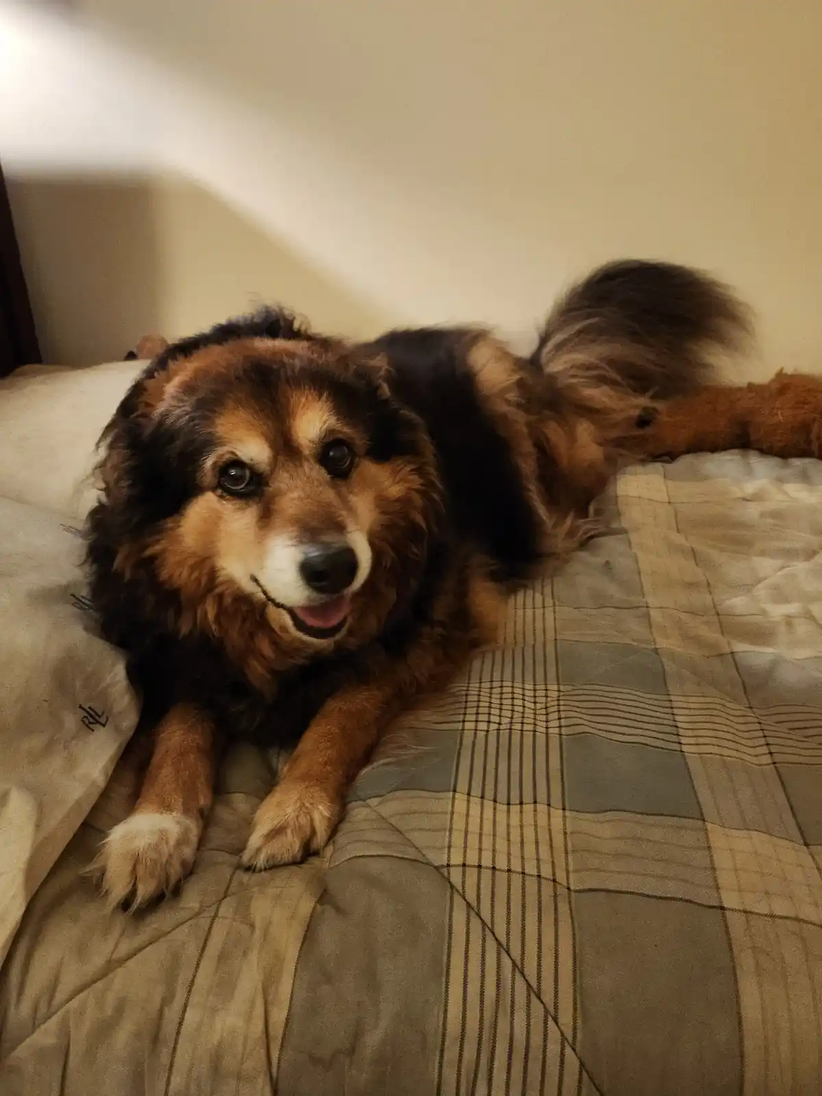 Peanut the Dog: Daily Chronicles - Day 1538