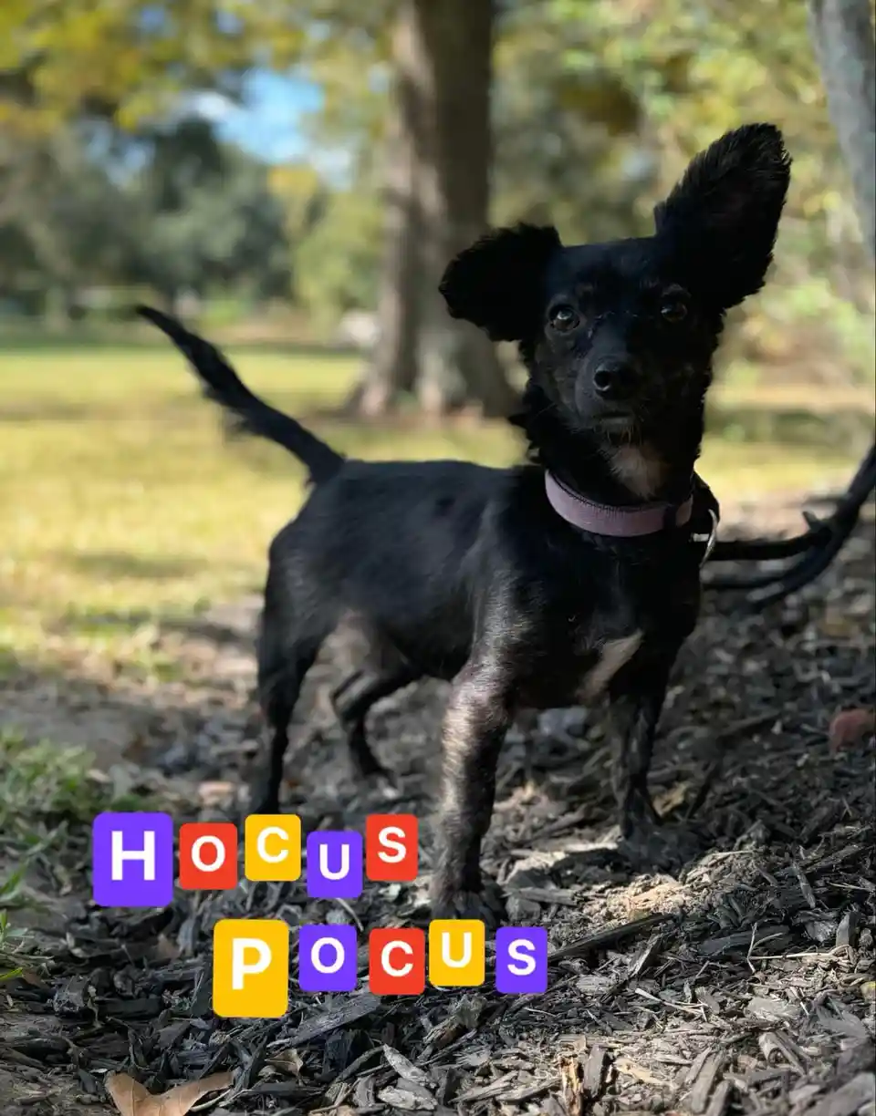 A small black dog with one ear perked up and the other flopped down stands on a mulch-covered path in a park, wearing a pink…