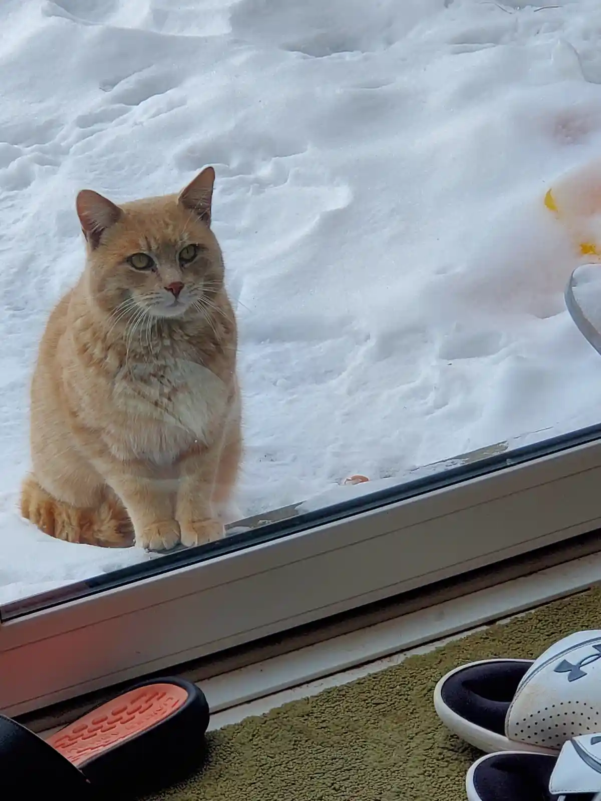 An orange tabby cat sits in the snow outside a window, staring intently at the viewer with a serious, slightly annoyed…