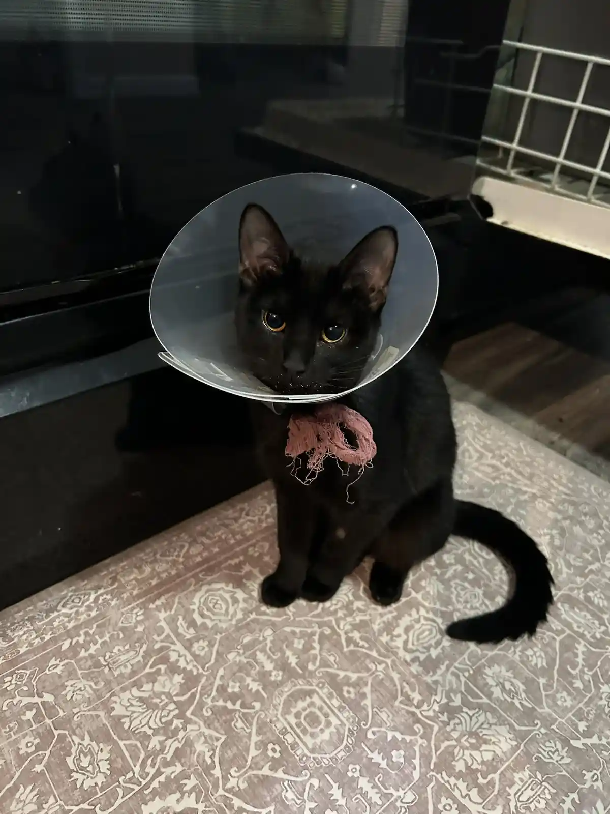 A black cat with yellow eyes sits on a patterned rug, wearing a clear plastic cone collar and a frayed pink yarn bow around…