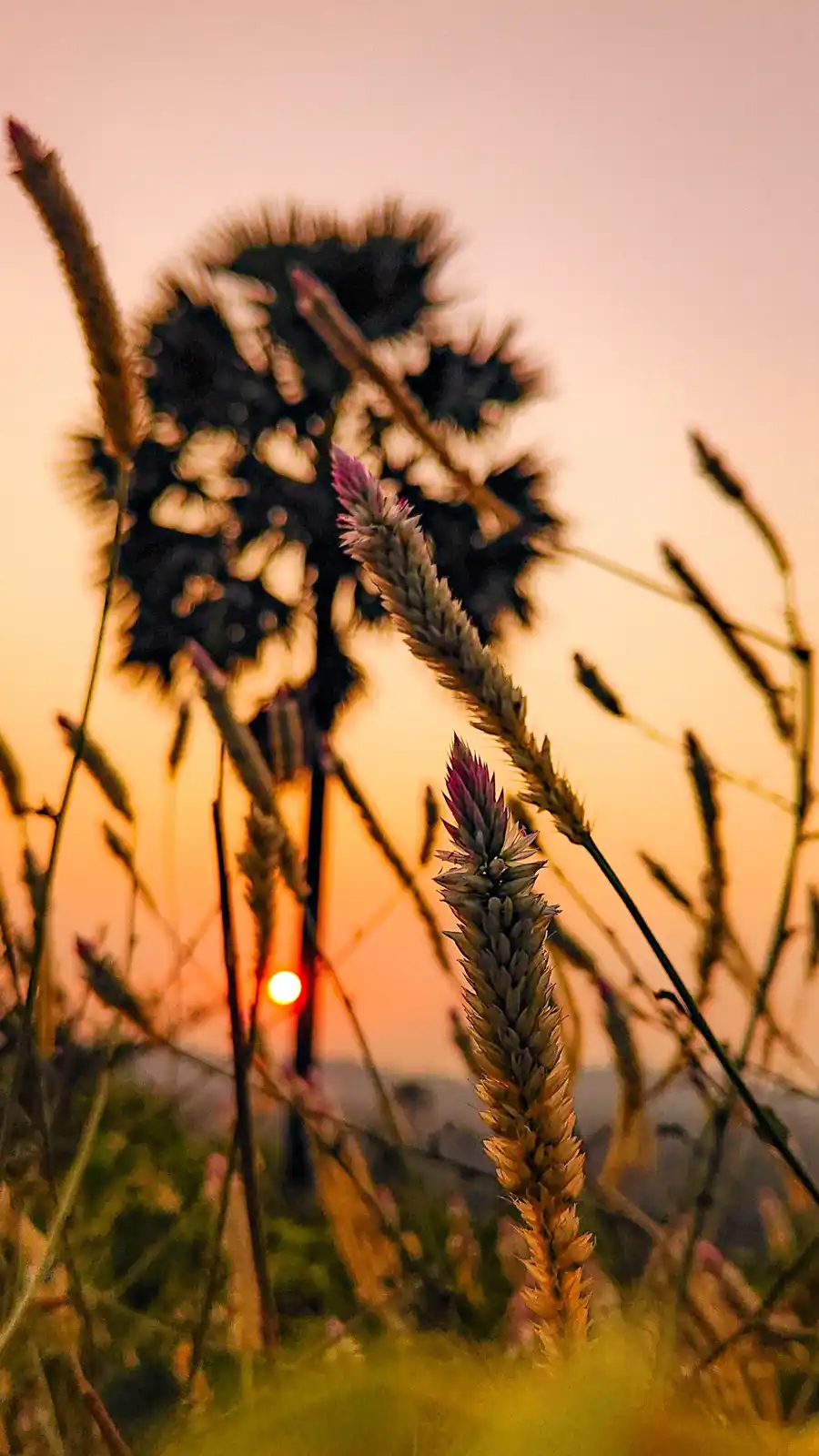 A blurry, out-of-focus photograph of tall grasses and wildflowers silhouetted against a warm, orange sunset. The sun is…