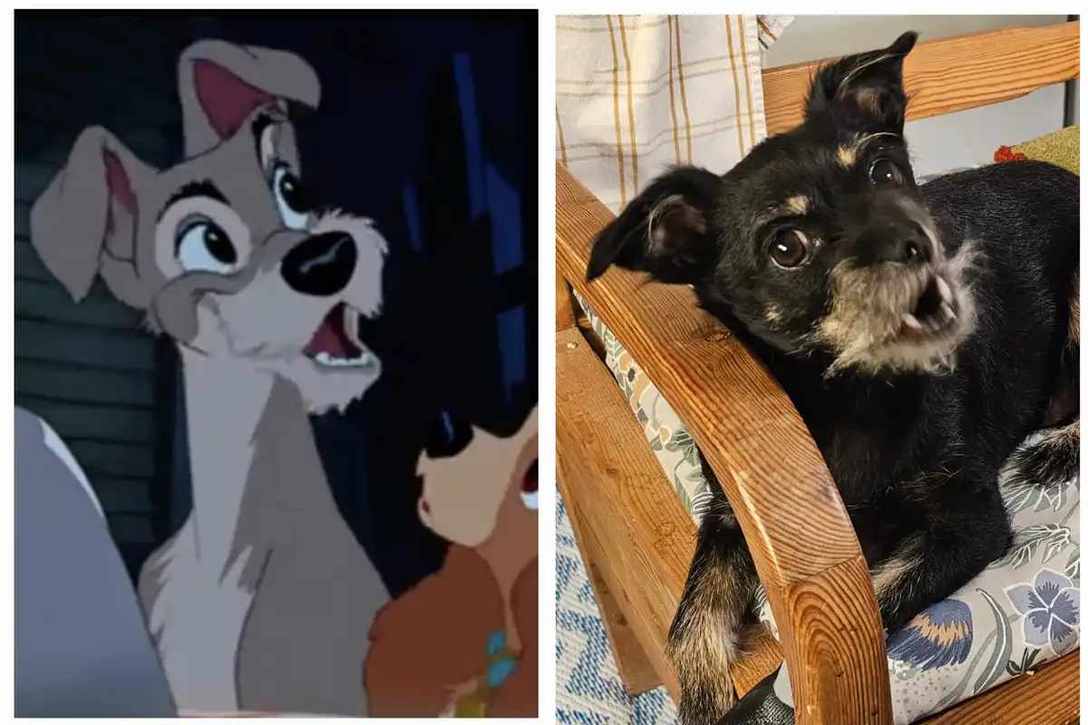 The image is a side-by-side comparison: on the left, a cartoon dog from 'Lady and the Tramp' with wide eyes and an open…