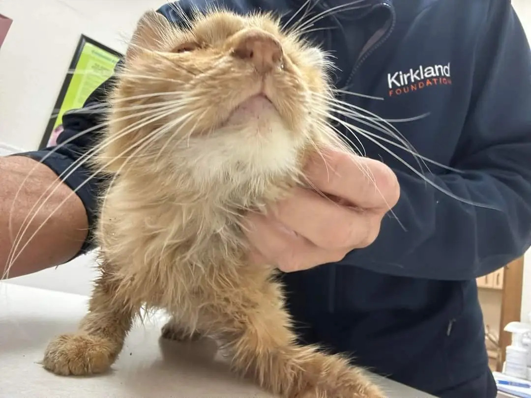 A fluffy orange cat with a wet, matted coat is being held by a person in a dark blue 'Kirkland Foundation' jacket. The cat…