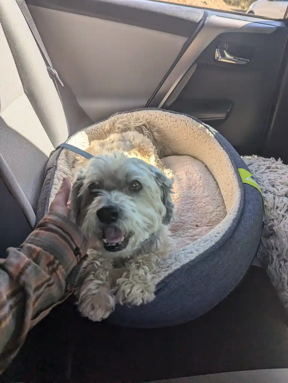 A fluffy, light-colored dog with a happy expression sits in a round, plush dog bed placed on a car seat. A person's hand…
