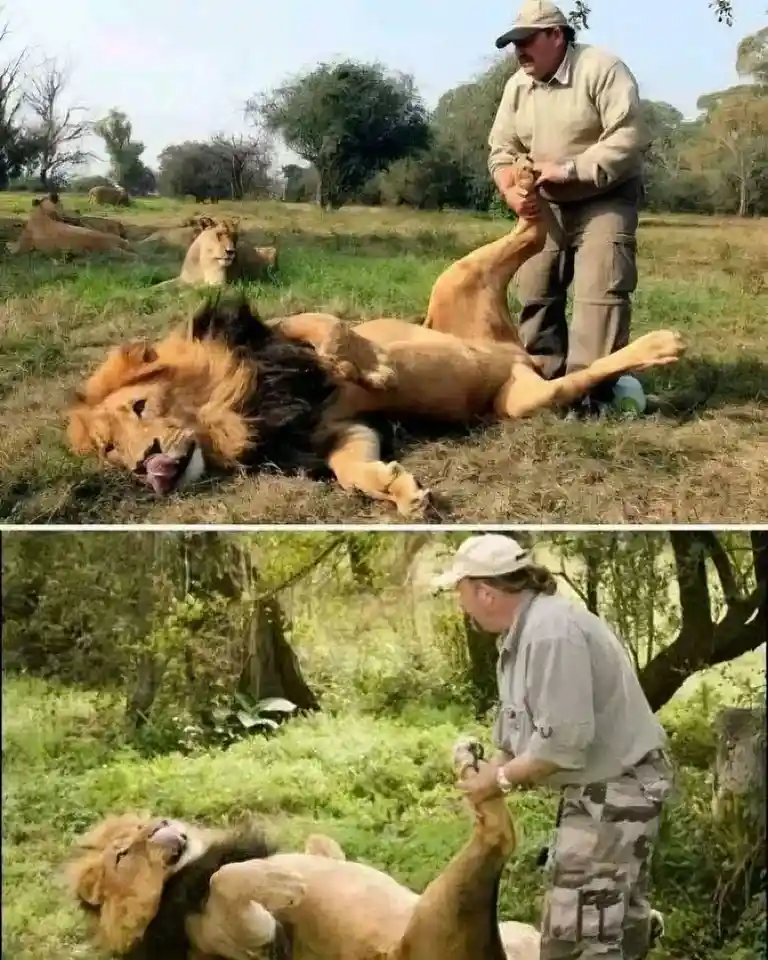 Two photos show a man in safari attire holding a lion's paw while the lion lies on its back, appearing relaxed. In the top…