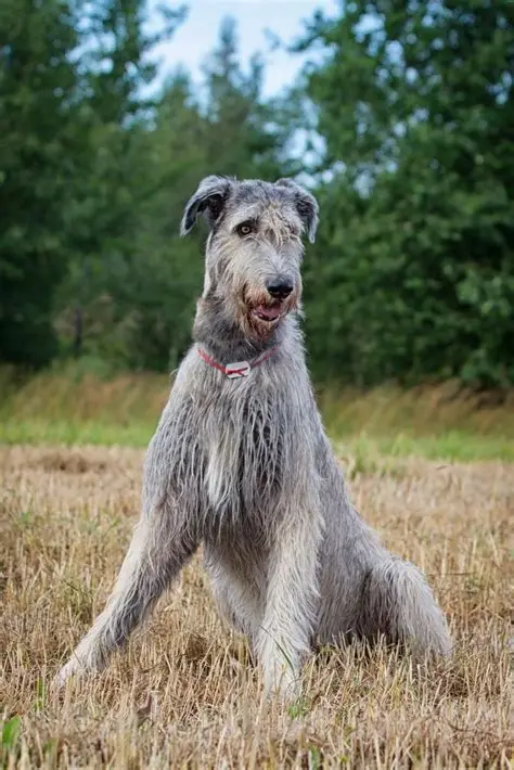 A large, shaggy grey dog with a scruffy face and alert ears sits upright in a field of dry, golden grass. Behind it, a…