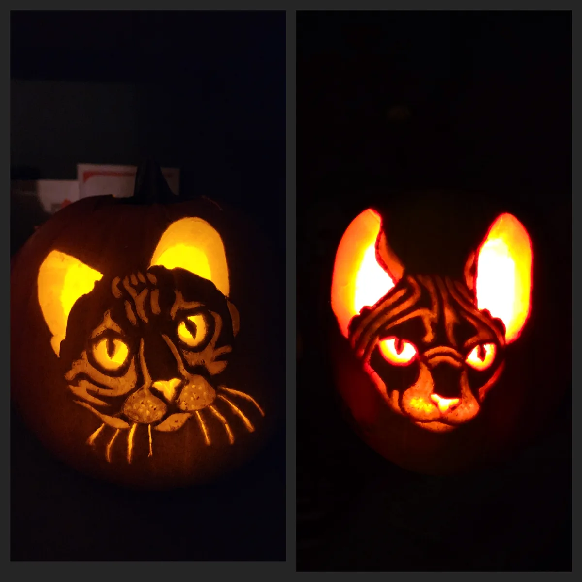 A Year in Review: Last Year's Pumpkins vs. This Year's Pumpkins!