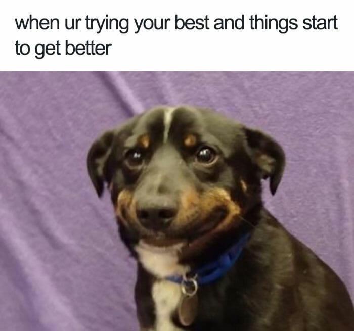A close-up photo of a black and tan puppy with a white chest and a blue collar, looking upward with a hopeful, slightly smug…