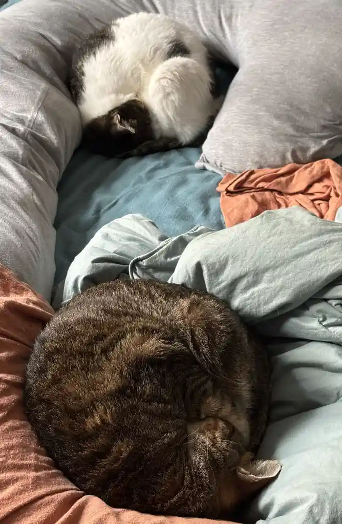 Two cats are curled up sleeping on a bed with rumpled blankets and pillows; one is a white and black cat in the background…
