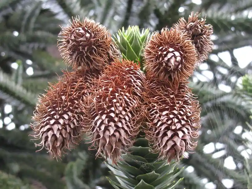 A close-up photo of several brown, spiky, cone-like seed pods on a tree branch, with green, scale-like leaves visible in the…