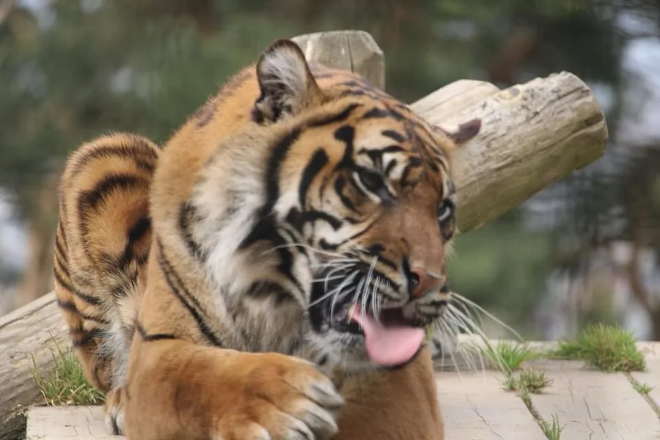 A tiger is lying down on a wooden platform with its mouth open and tongue out, appearing relaxed or yawning. A large log…