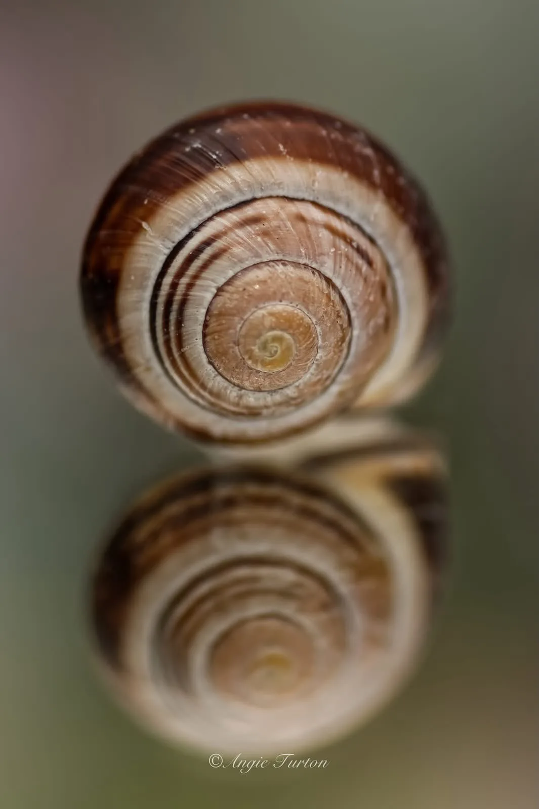 A close-up photograph shows the top-down view of a snail shell with distinct brown and beige spiral stripes, resting on a…