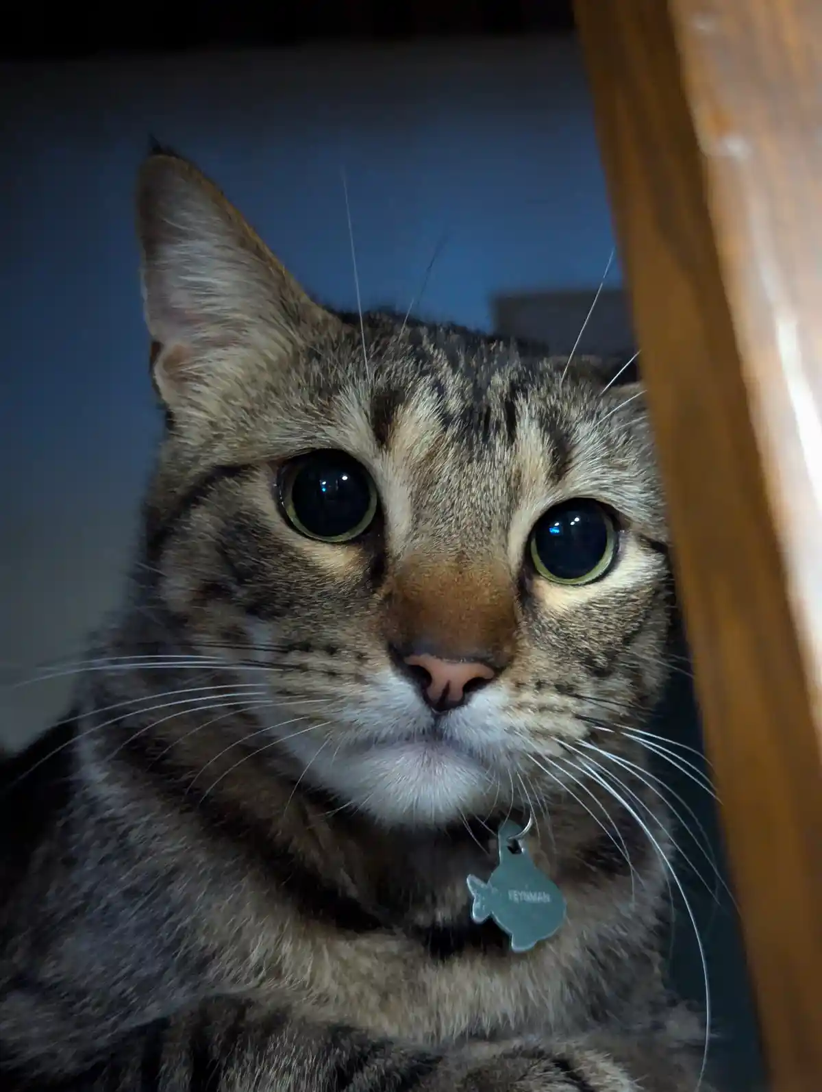 A close-up photo of a tabby cat with large, wide eyes looking directly at the camera, peeking from behind a wooden…