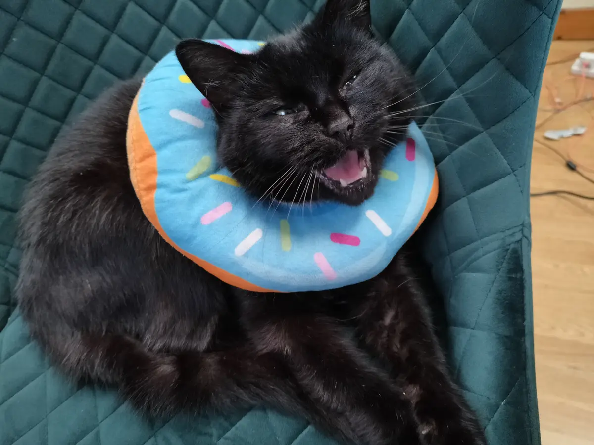 A black cat lounging in a teal quilted chair wears a plush blue donut-shaped collar with colorful sprinkles. The cat has its…