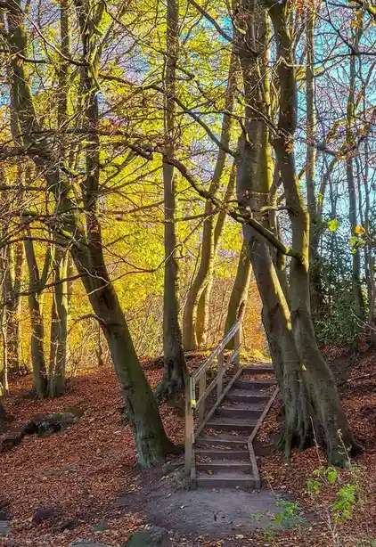 A wooden staircase winds through a forest with tall trees and golden autumn leaves covering the ground. The sunlight filters…