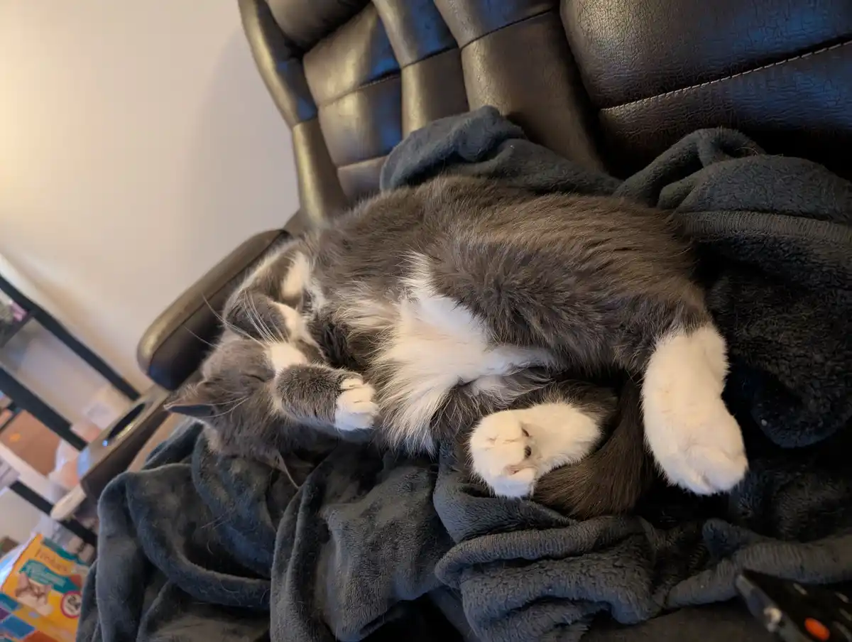 A gray and white cat is sleeping soundly on its back on a dark gray blanket draped over a black leather chair, with its paws…