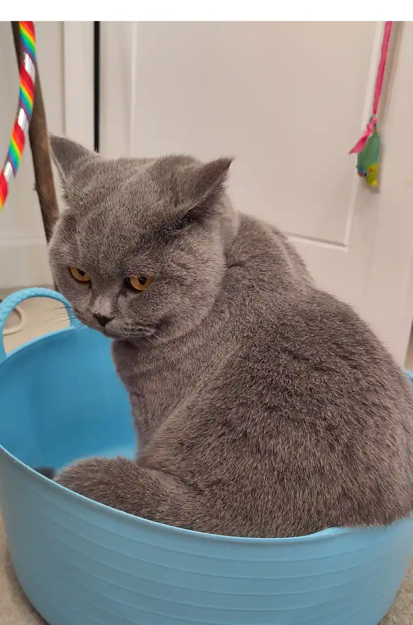 Grumpy Bucket Cat Celebrates Happy Caturday!