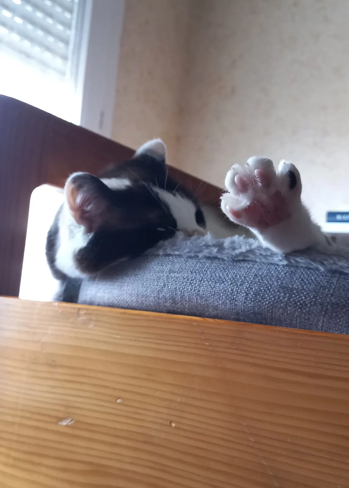 A black and white cat is lying on its back on a gray fabric surface, possibly a chair, with one paw raised and visible…