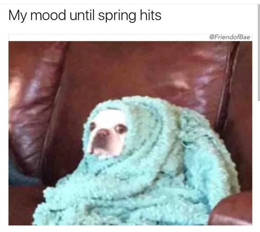 A small dog, likely a bulldog, is wrapped snugly in a light blue, fluffy blanket while sitting on a brown leather couch. The…