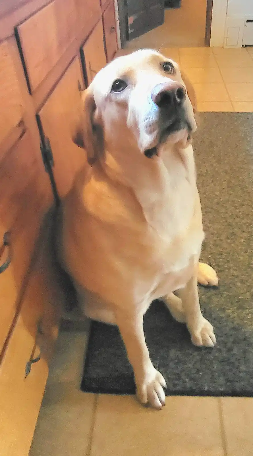 A light-colored dog sits upright on a dark rug in a kitchen, looking upward with an earnest, pleading expression. The dog's…