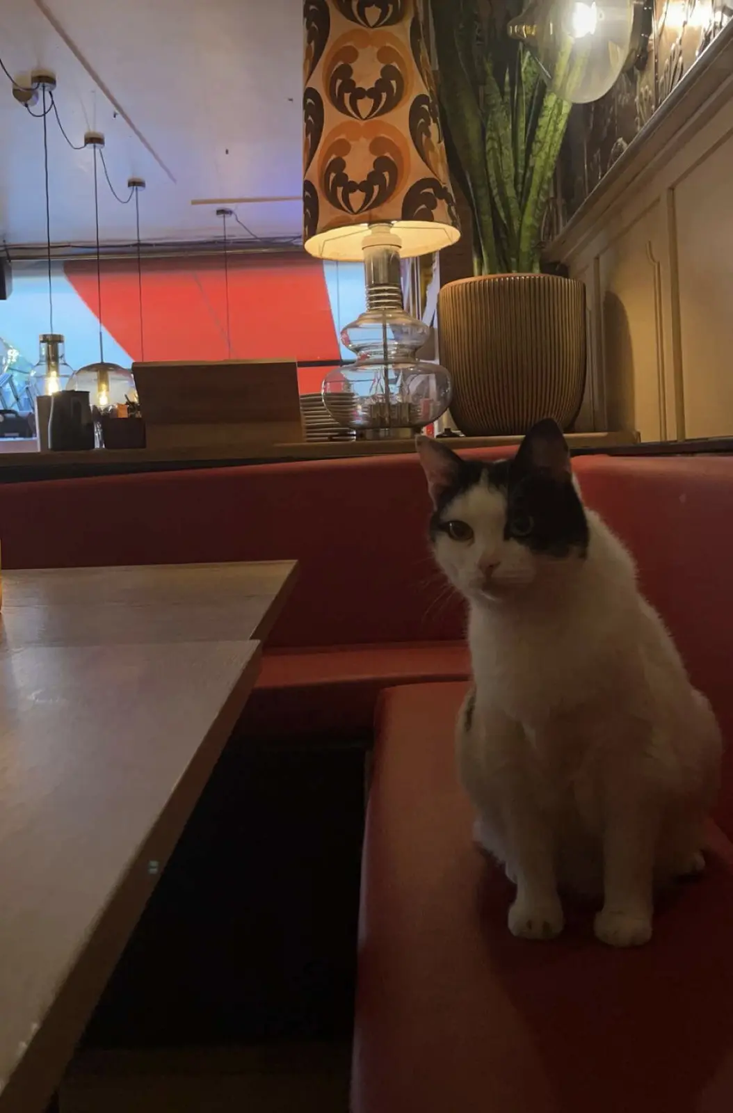 A black-and-white cat sits upright on a red booth in a dimly lit restaurant, looking directly at the camera with a serious…