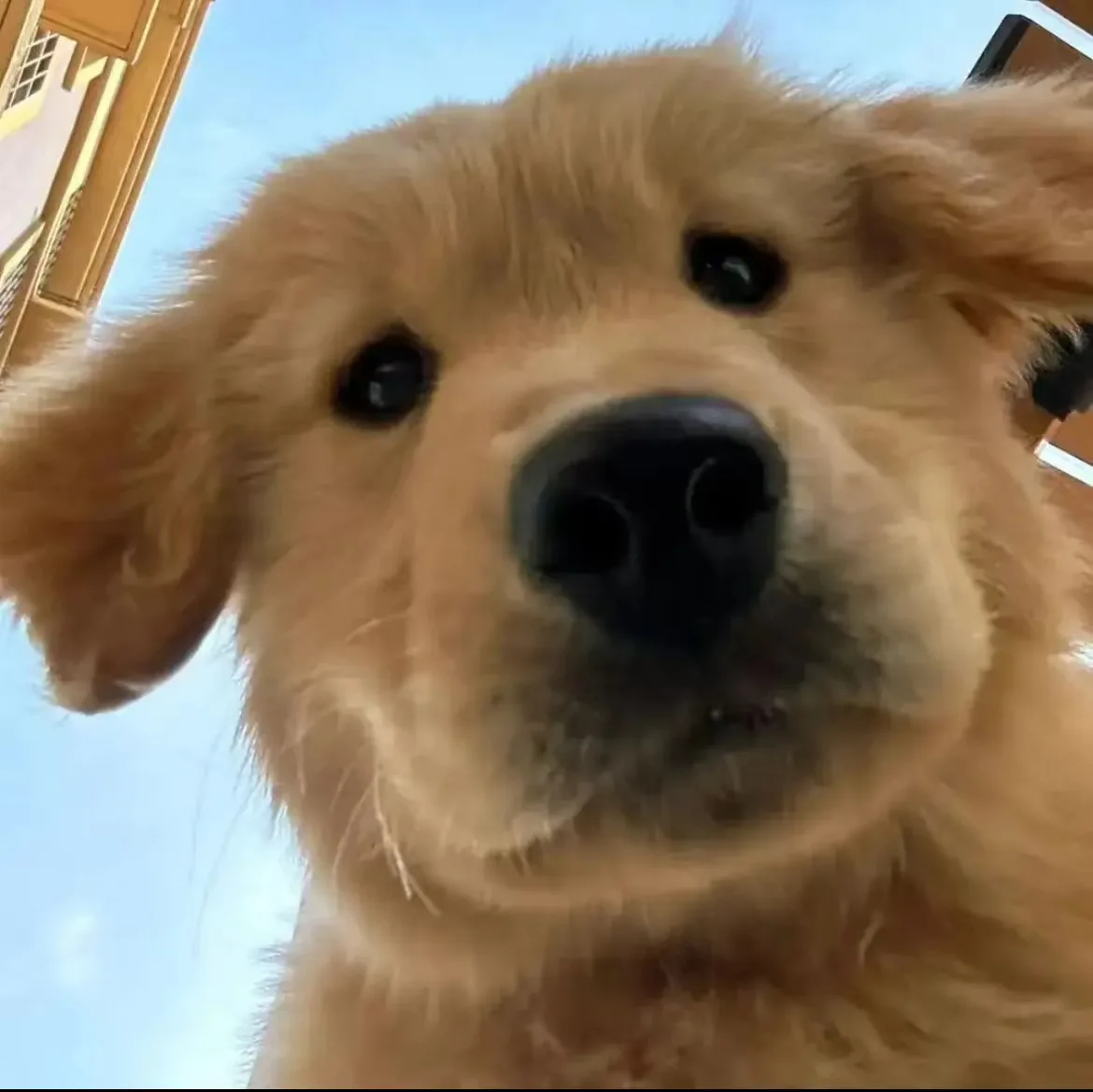 A close-up, low-angle shot of a golden retriever puppy looking directly at the camera with a slightly tilted head and soft…