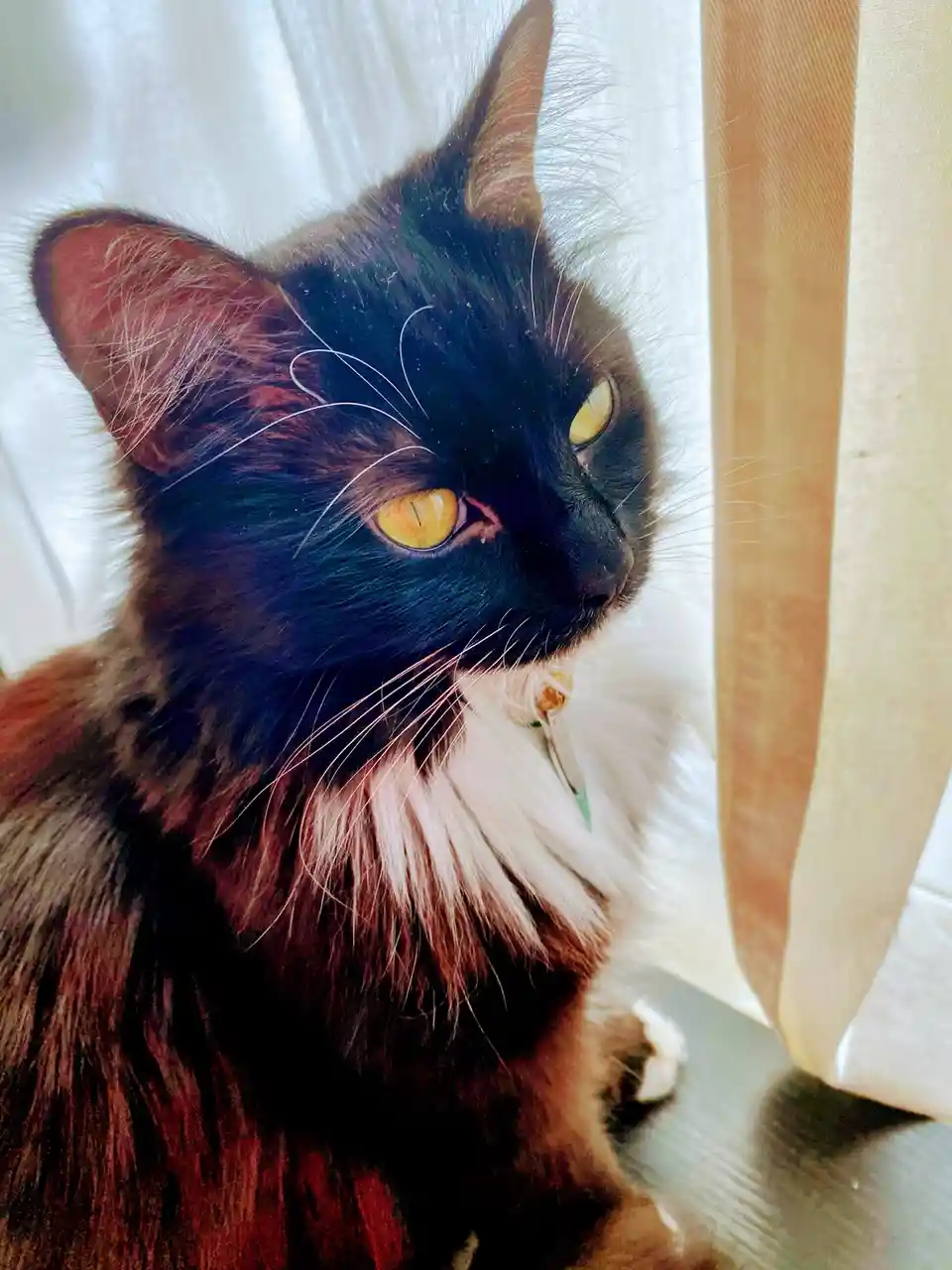 A close-up photo of a fluffy black and white cat with striking yellow eyes, looking off to the side with a serious…