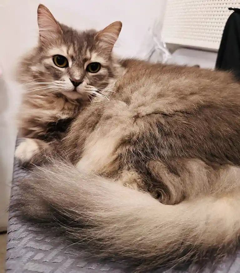A fluffy, long-haired gray tabby cat with striking yellow eyes is curled up and resting on a textured gray surface, looking…