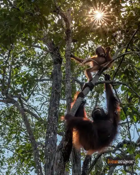 A low-angle photo shows an adult orangutan hanging from a tree branch while a baby orangutan sits above on another branch…