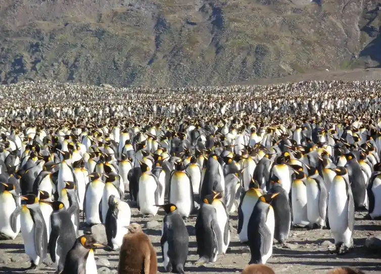 A vast colony of adult king penguins stands densely packed on a rocky shore with a mountainous backdrop. In the foreground…