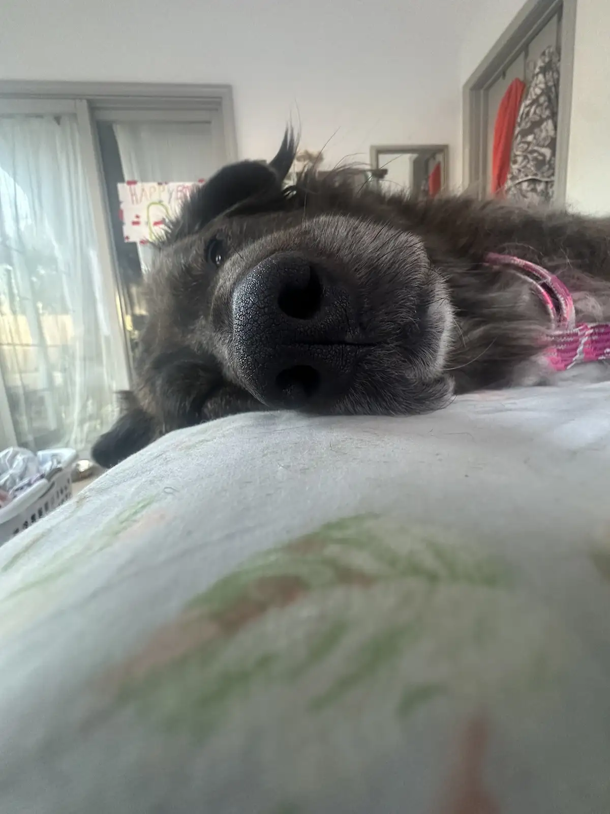 A close-up photo of a dark-furred dog lying on its back on a bed, its nose and mouth filling most of the frame as it stares…