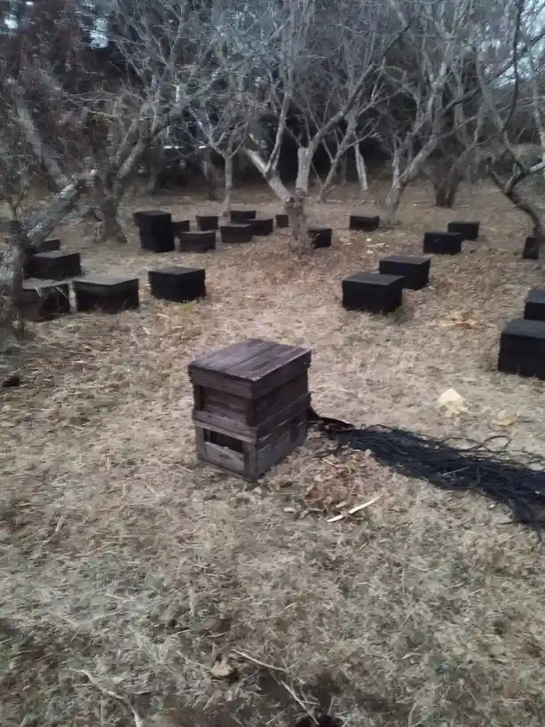 An outdoor scene shows numerous dark wooden beehives scattered across dry, grassy ground among bare trees. One hive in the…