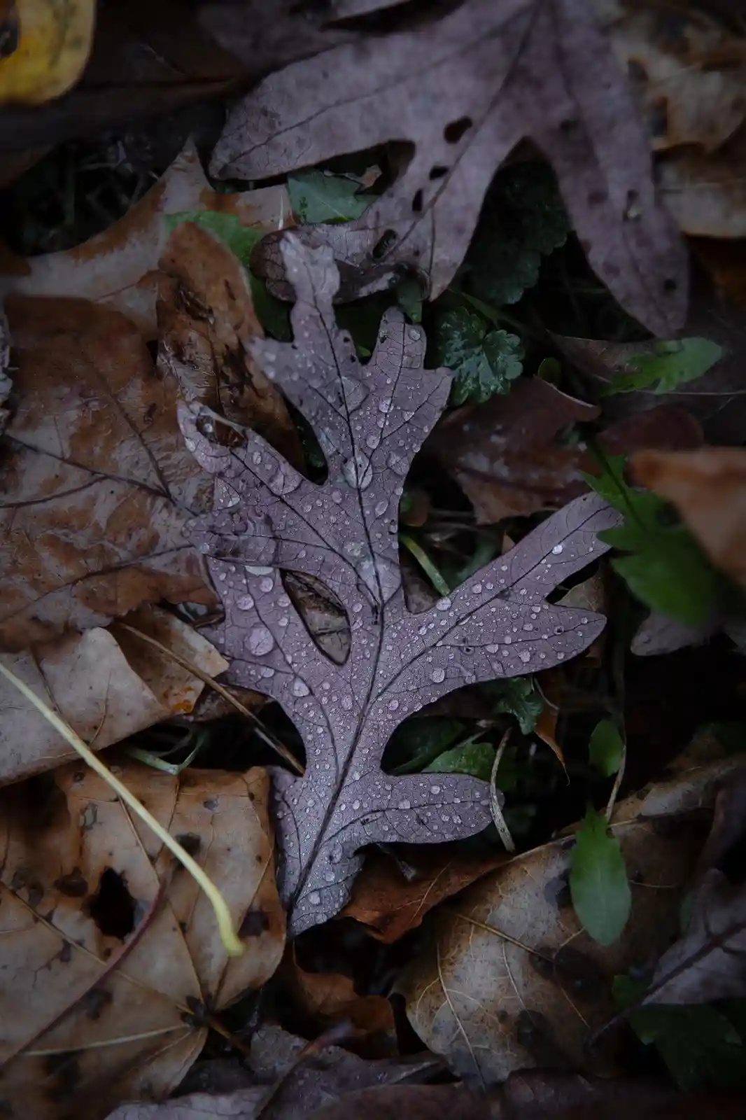 Just a wet leaf, nothing more to see here (2)