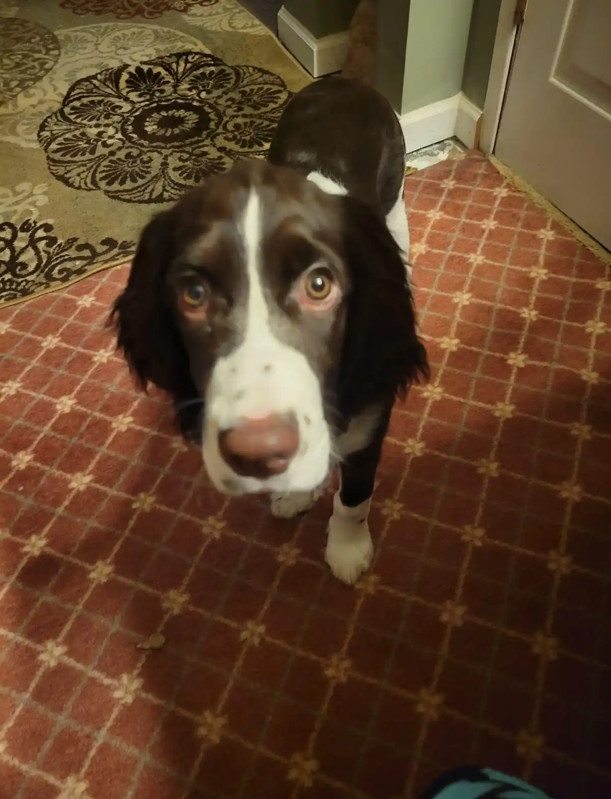 Meet Murphy, the Playful Pup