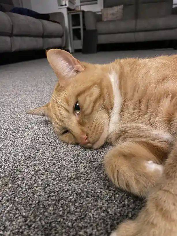 An orange tabby cat with a white chest and paw is lying on a gray carpet, looking sleepy and uninterested. The cat's eyes…