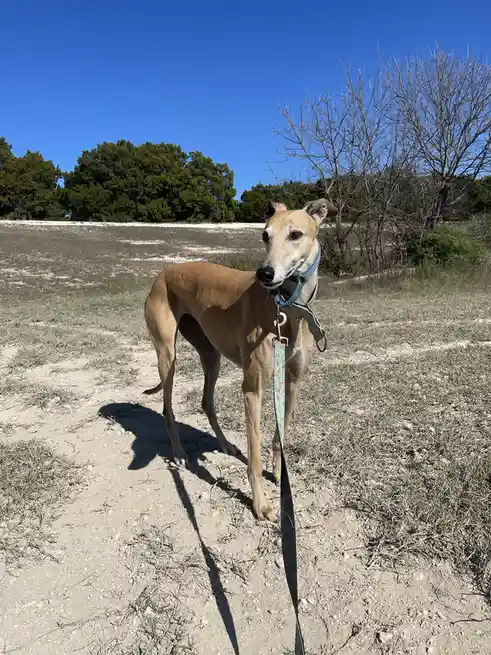 A tan greyhound stands on a dirt path in a grassy field under a clear blue sky, wearing a blue collar and leash. The dog…