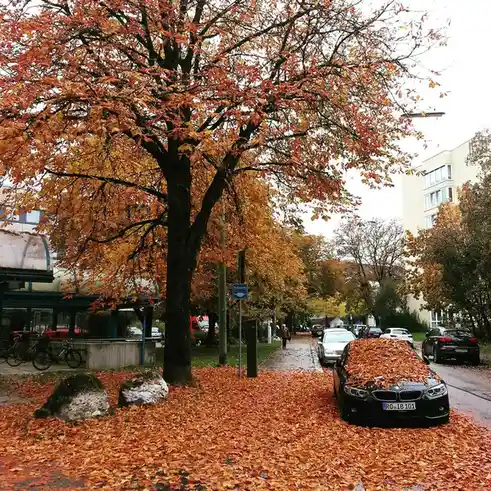 A black BMW car parked on a wet street is completely covered in fallen orange autumn leaves, with a large tree nearby…